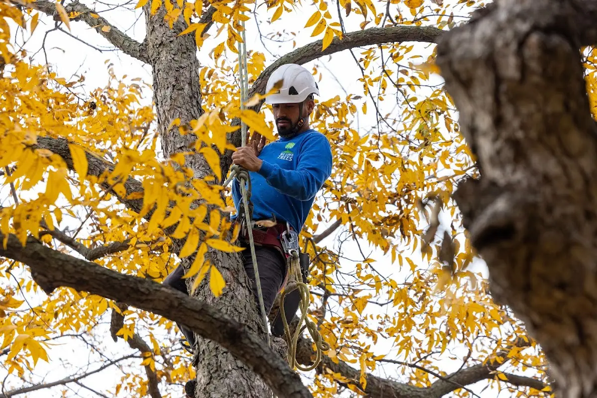 Skilled Tree Trimming crew working in Hornell